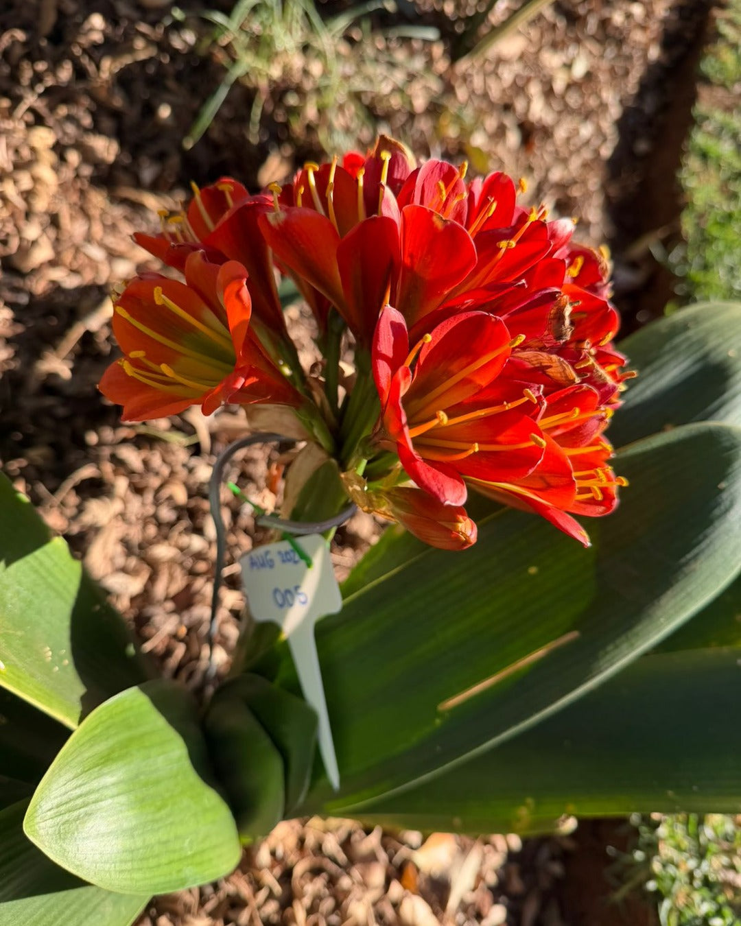 Deep orange Clivia miniata in flower, grown by Bushlily in Lynnwood, Pretoria