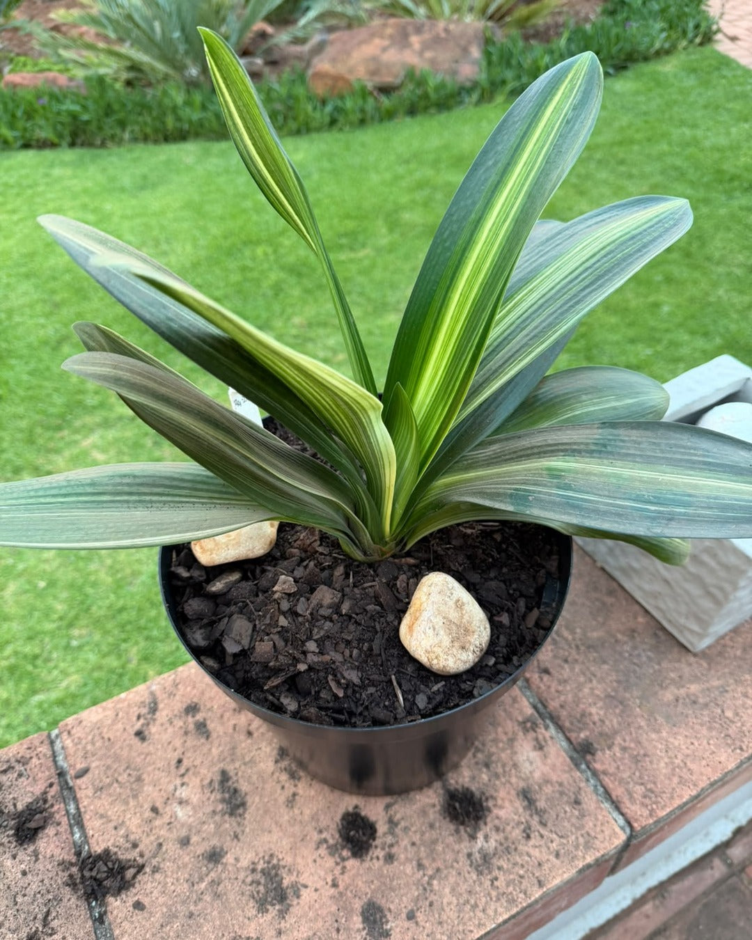 Healthy clivia leaves in a pot, the part of the plant where amaryllis borer caterpillars hide