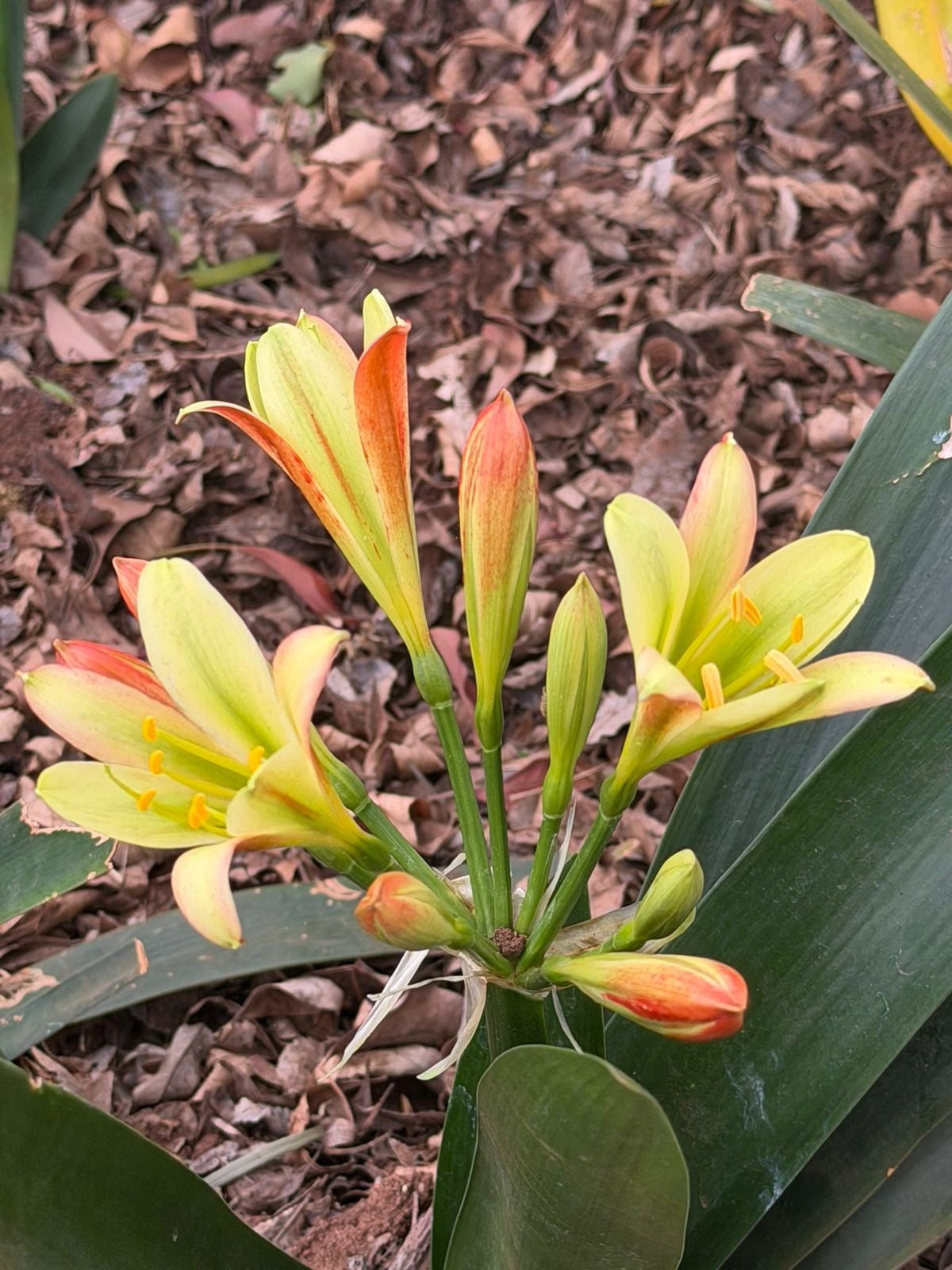 Pastel bicolour clivia in flower at Bushlily nursery, Pretoria