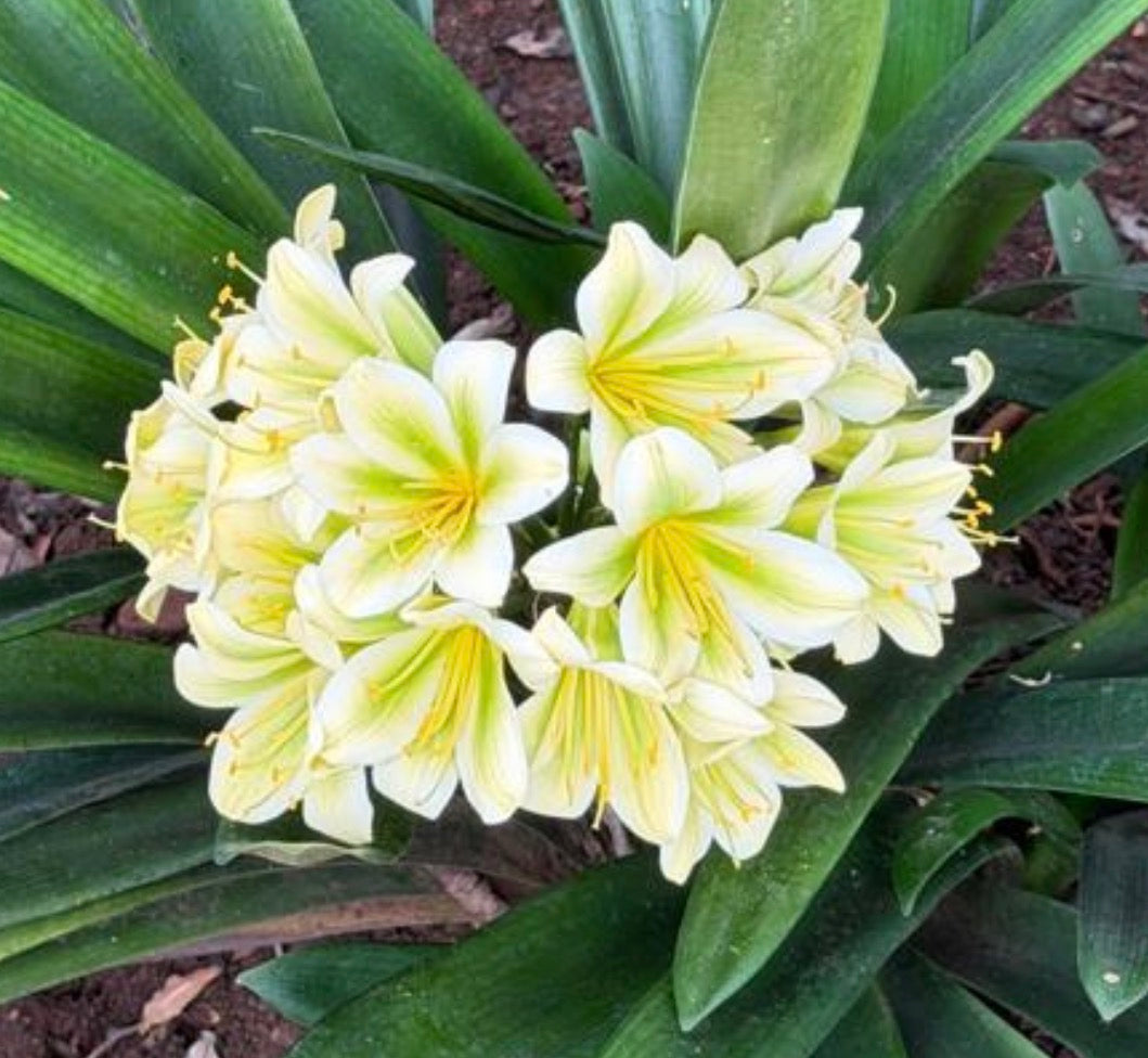Cream with green throat clivia in flower at Bushlily nursery, Pretoria
