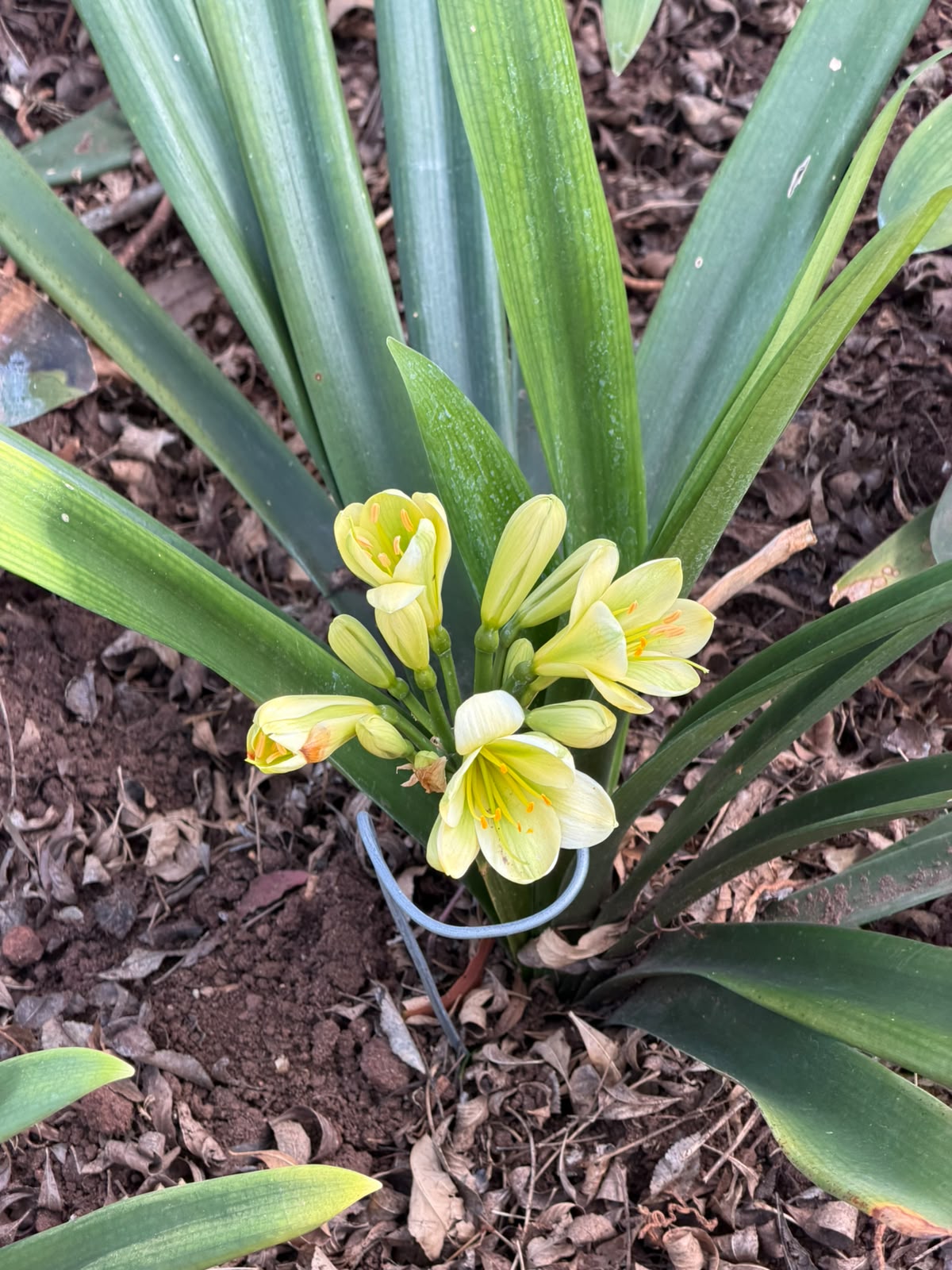 Yellow clivia in flower at Bushlily nursery, Pretoria