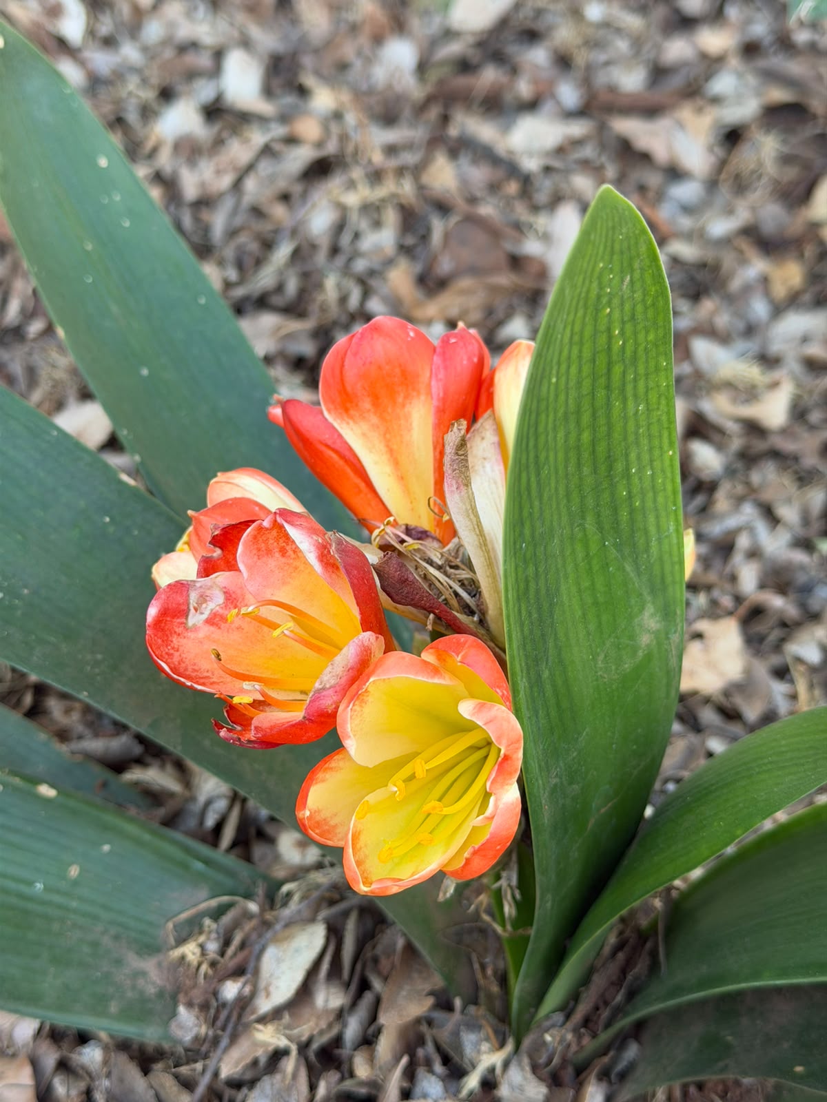 Orange and yellow bicolour clivia in flower at Bushlily nursery, Pretoria