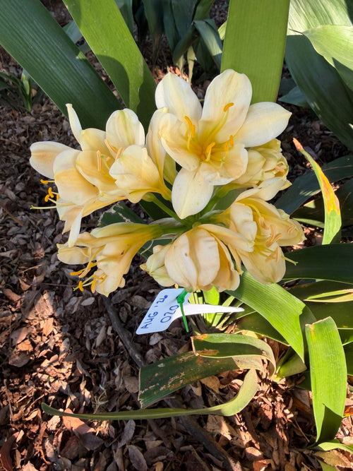 Cream clivia in flower at Bushlily nursery, Pretoria