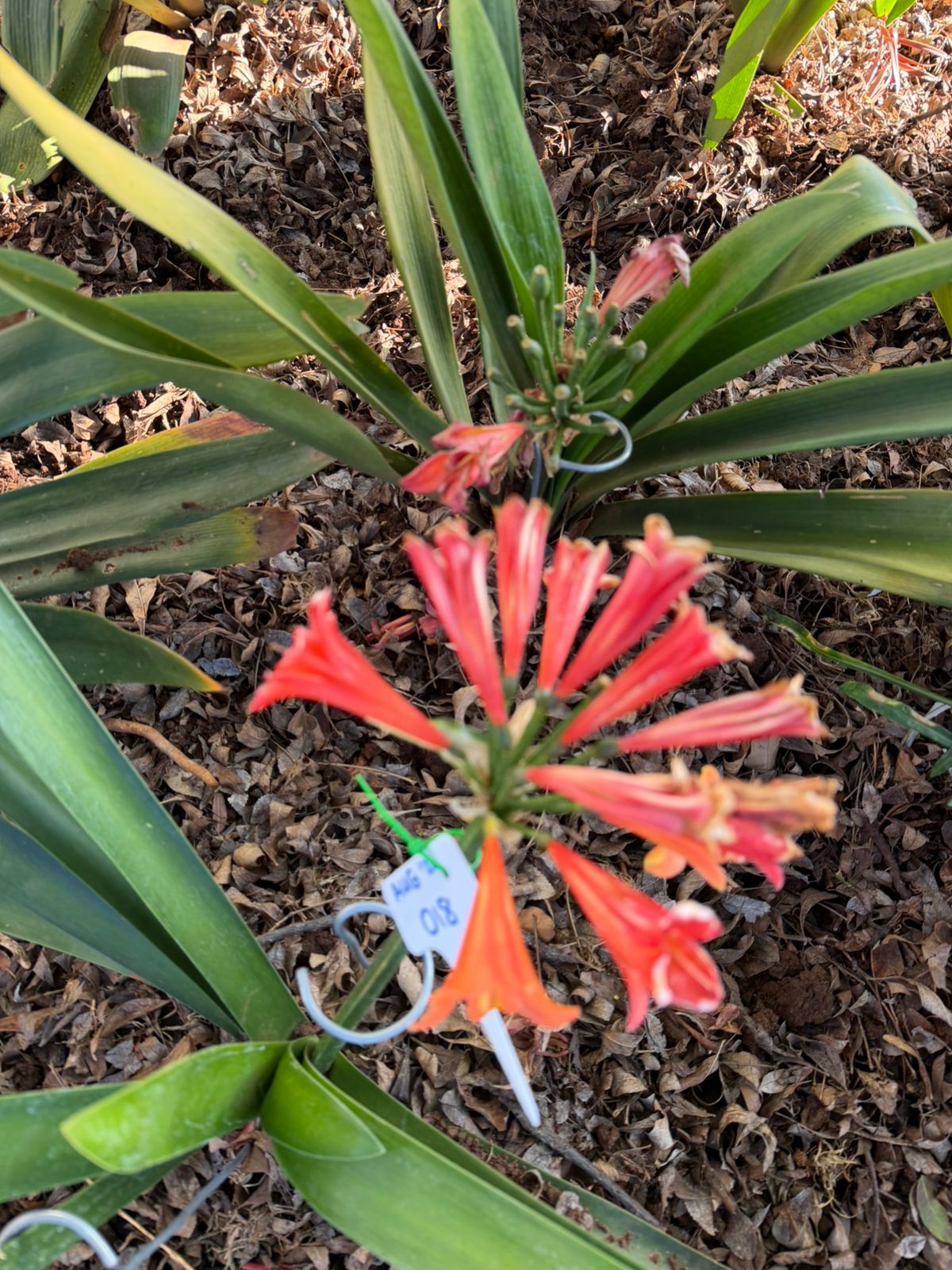 Pendulous coral clivia in flower at Bushlily nursery, Pretoria