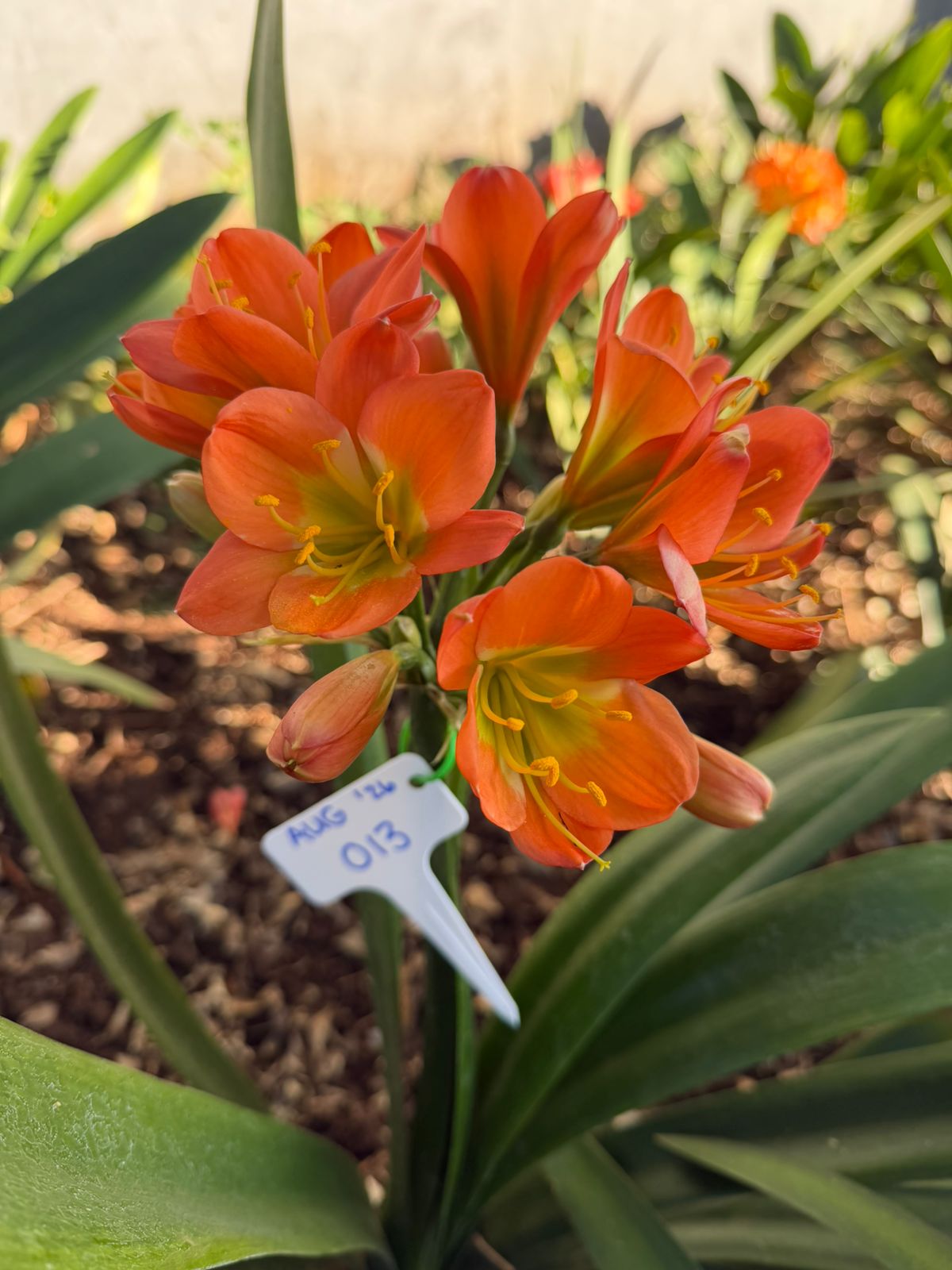 Orange (AUG-013) clivia in flower at Bushlily nursery, Pretoria