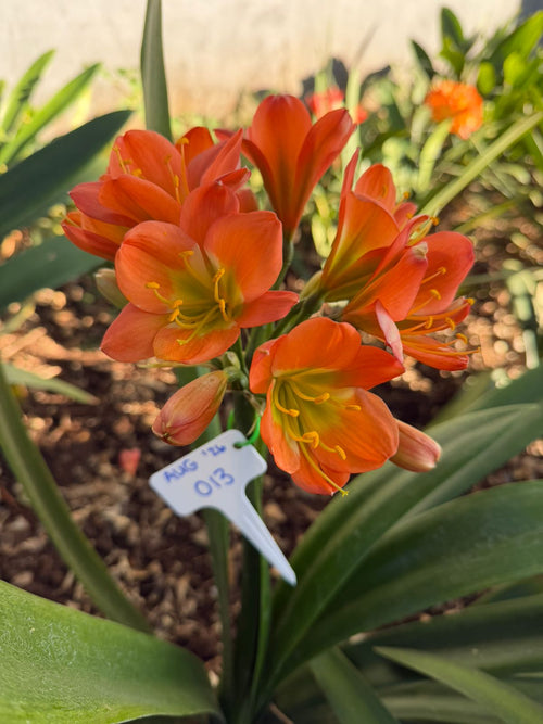 Orange (AUG-013) clivia in flower at Bushlily nursery, Pretoria