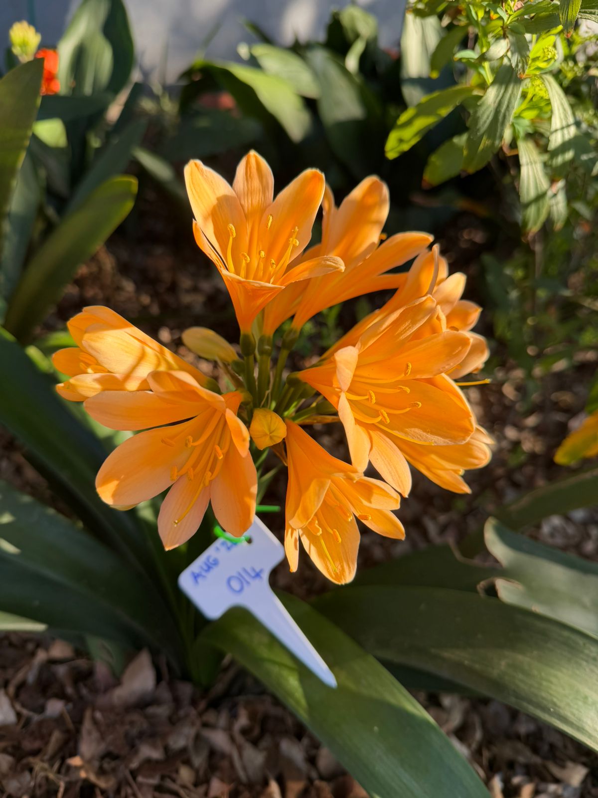 Light orange (AUG-014) clivia in flower at Bushlily nursery, Pretoria
