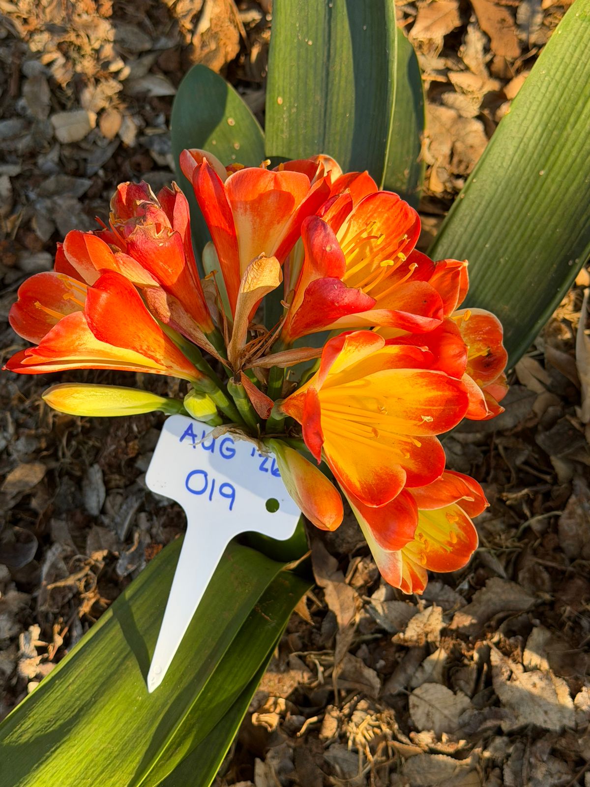 Orange with yellow throat (AUG-019) clivia in flower at Bushlily nursery, Pretoria