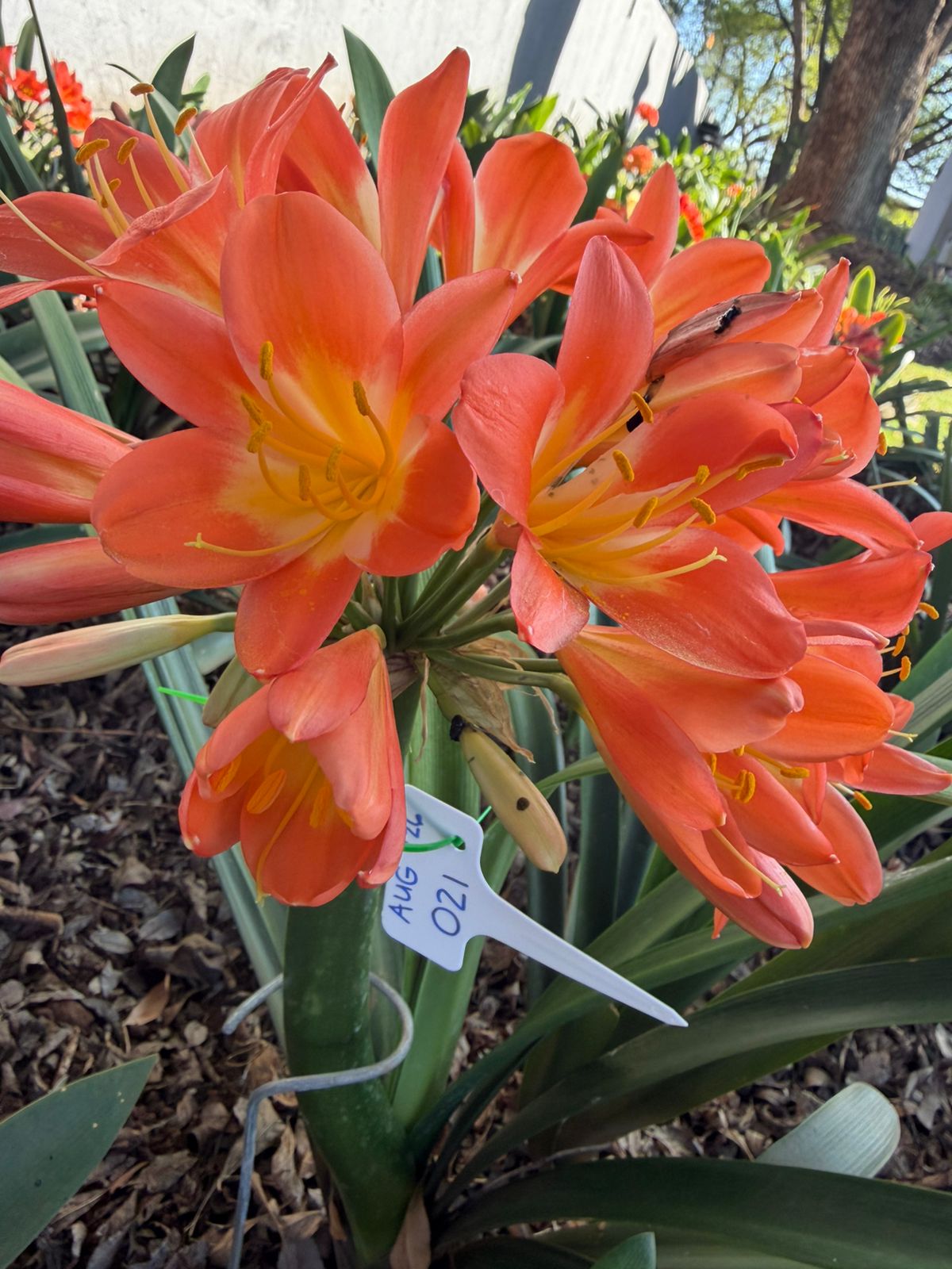 Salmon-orange (AUG-021) clivia in flower at Bushlily nursery, Pretoria