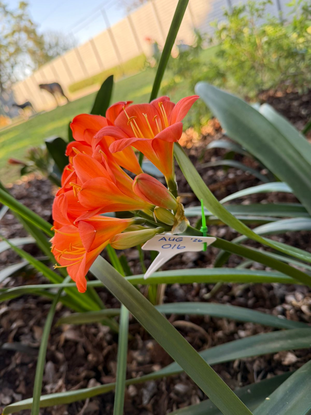 Orange (AUG-016) clivia in flower at Bushlily nursery, Pretoria