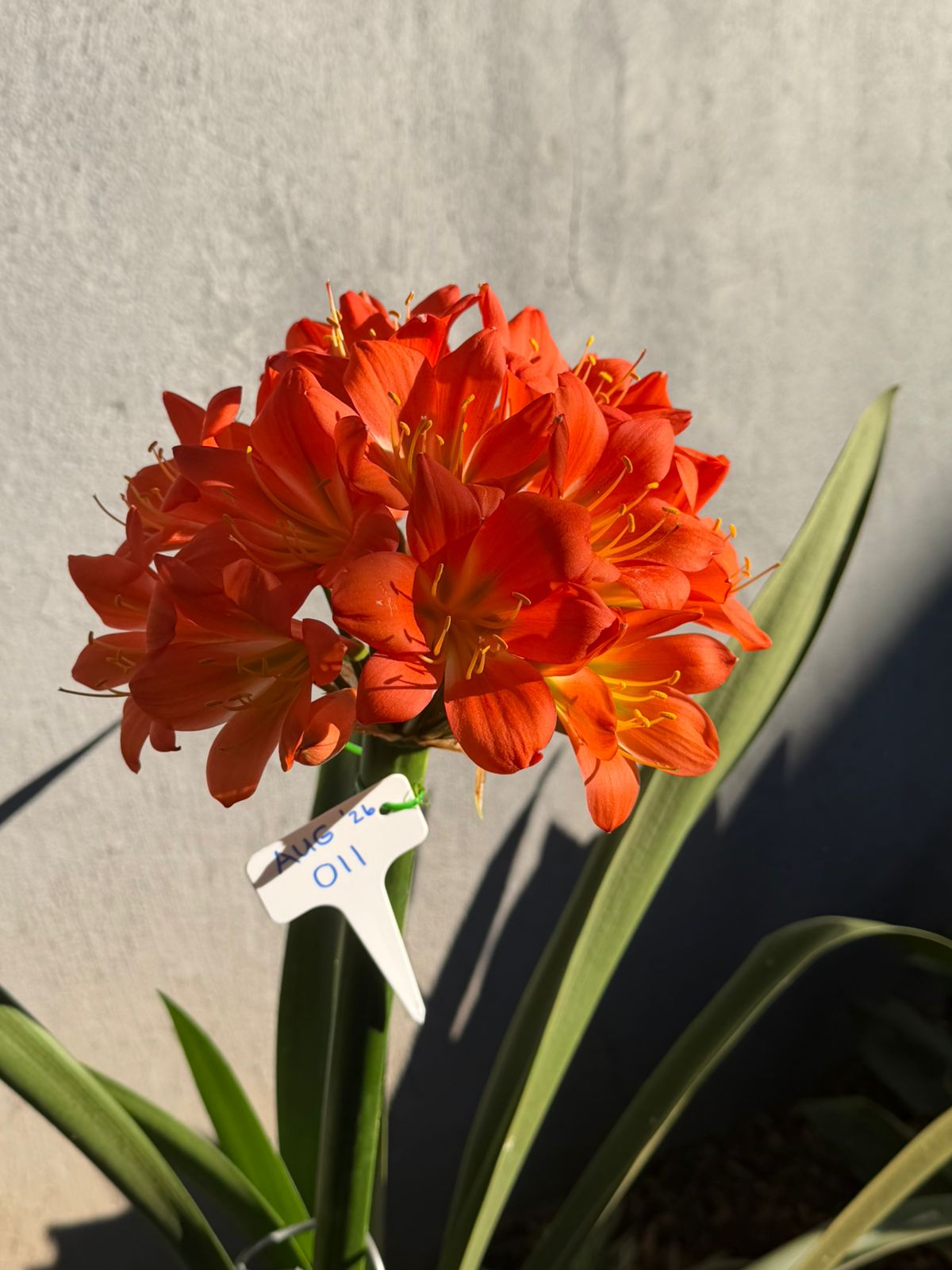 Red-orange (AUG-011) clivia in flower at Bushlily nursery, Pretoria