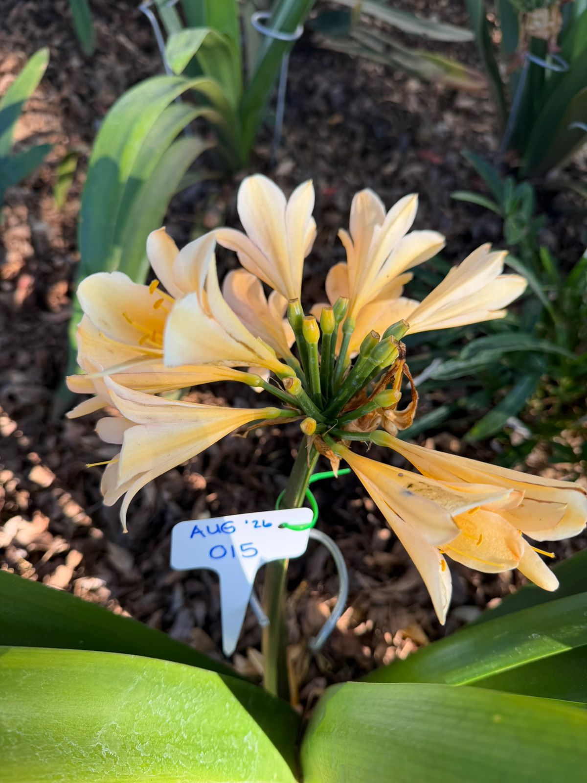Pale peach (AUG-015) clivia in flower at Bushlily nursery, Pretoria