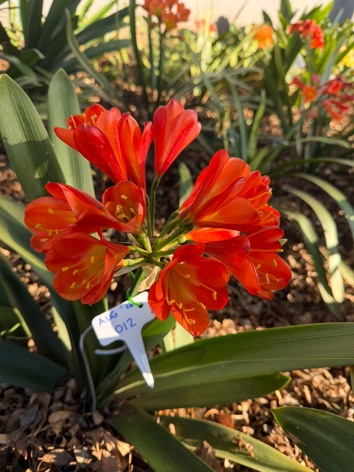 Red (AUG-012) clivia in flower at Bushlily nursery, Pretoria
