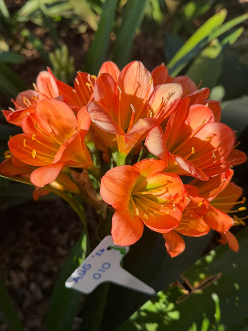 Orange (AUG-010) clivia in flower at Bushlily nursery, Pretoria