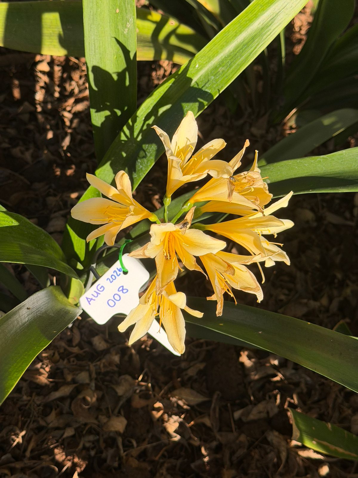 Pale yellow (AUG-008) clivia in flower at Bushlily nursery, Pretoria