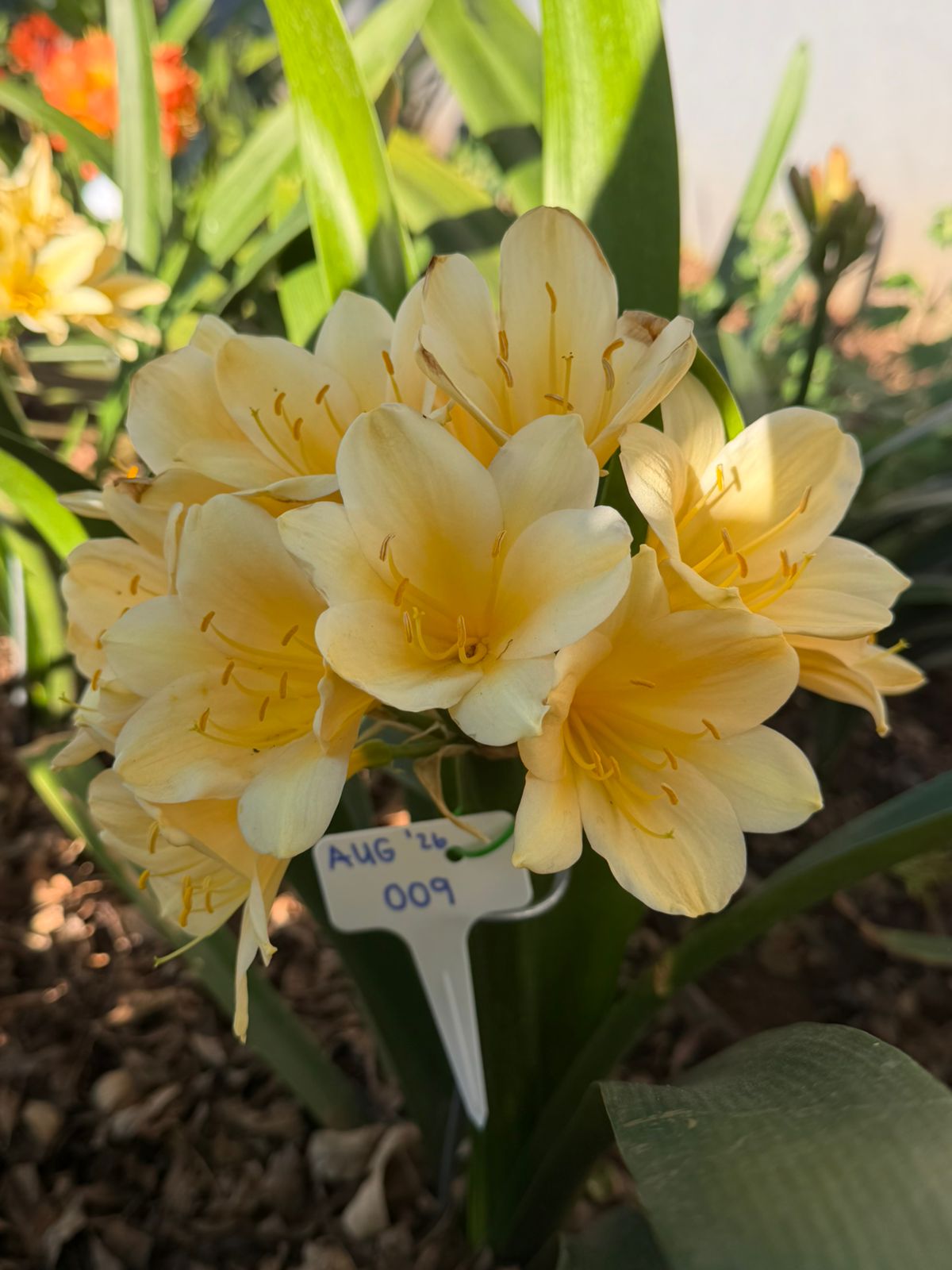 Cream-yellow (AUG-009) clivia in flower at Bushlily nursery, Pretoria
