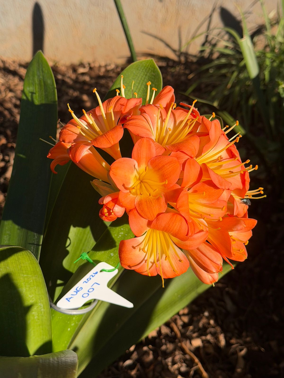 Orange, round head (AUG-007) clivia in flower at Bushlily nursery, Pretoria