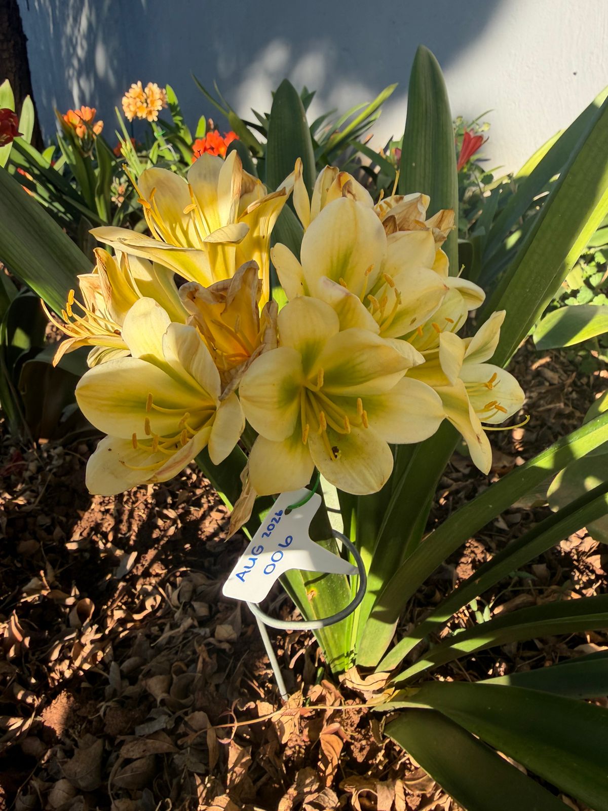Yellow (AUG-006) clivia in flower at Bushlily nursery, Pretoria