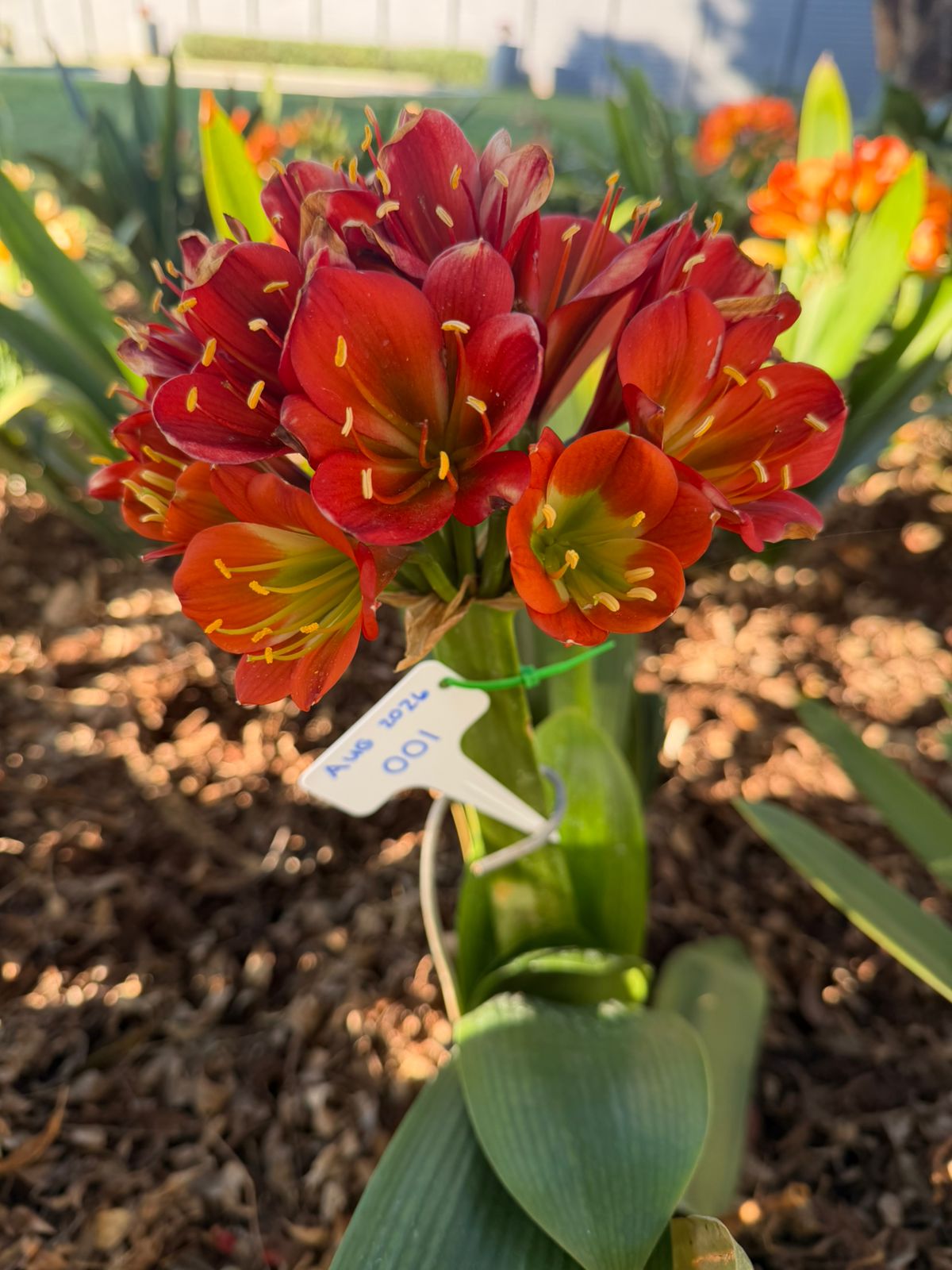 Deep red (AUG-001) clivia in flower at Bushlily nursery, Pretoria