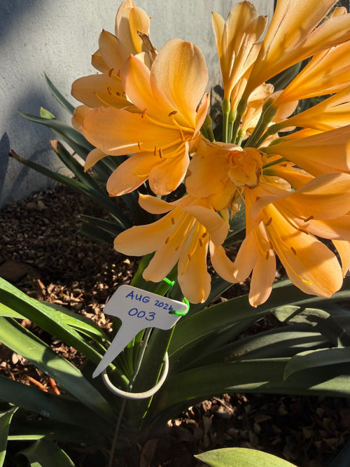 Apricot (AUG-003) clivia in flower at Bushlily nursery, Pretoria