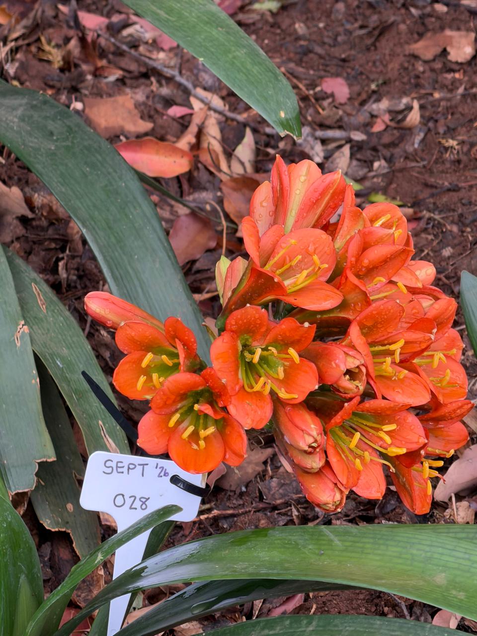 Orange (SEPT-028) clivia in flower at Bushlily nursery, Pretoria