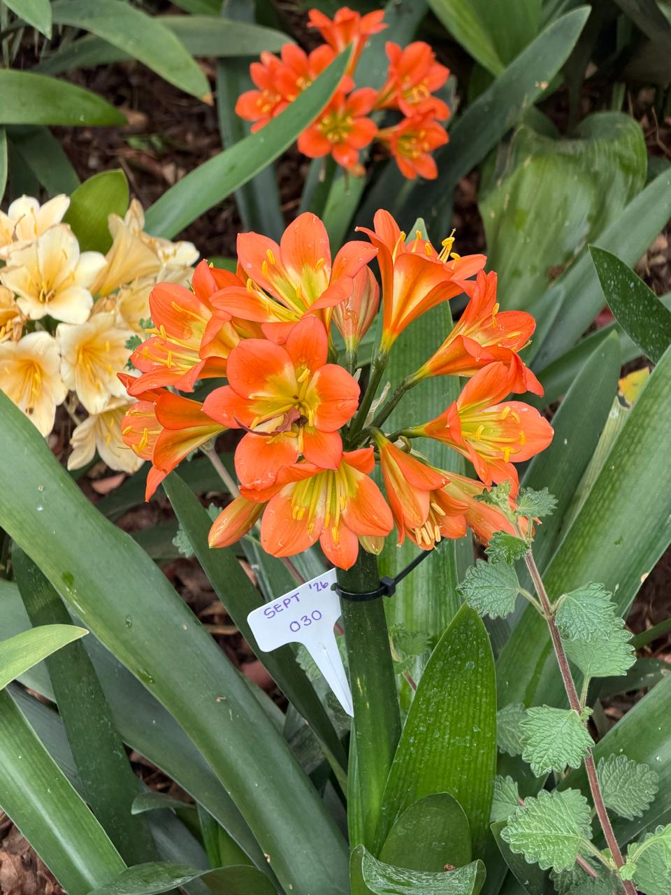 Orange (SEPT-030) clivia in flower at Bushlily nursery, Pretoria