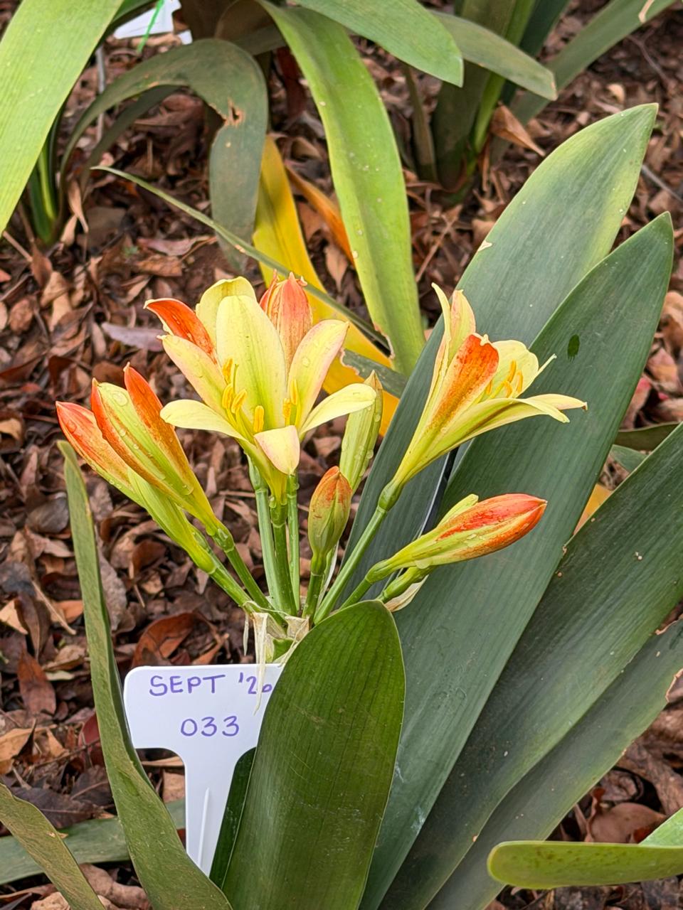 Pastel bicolour (SEPT-033) clivia in flower at Bushlily nursery, Pretoria