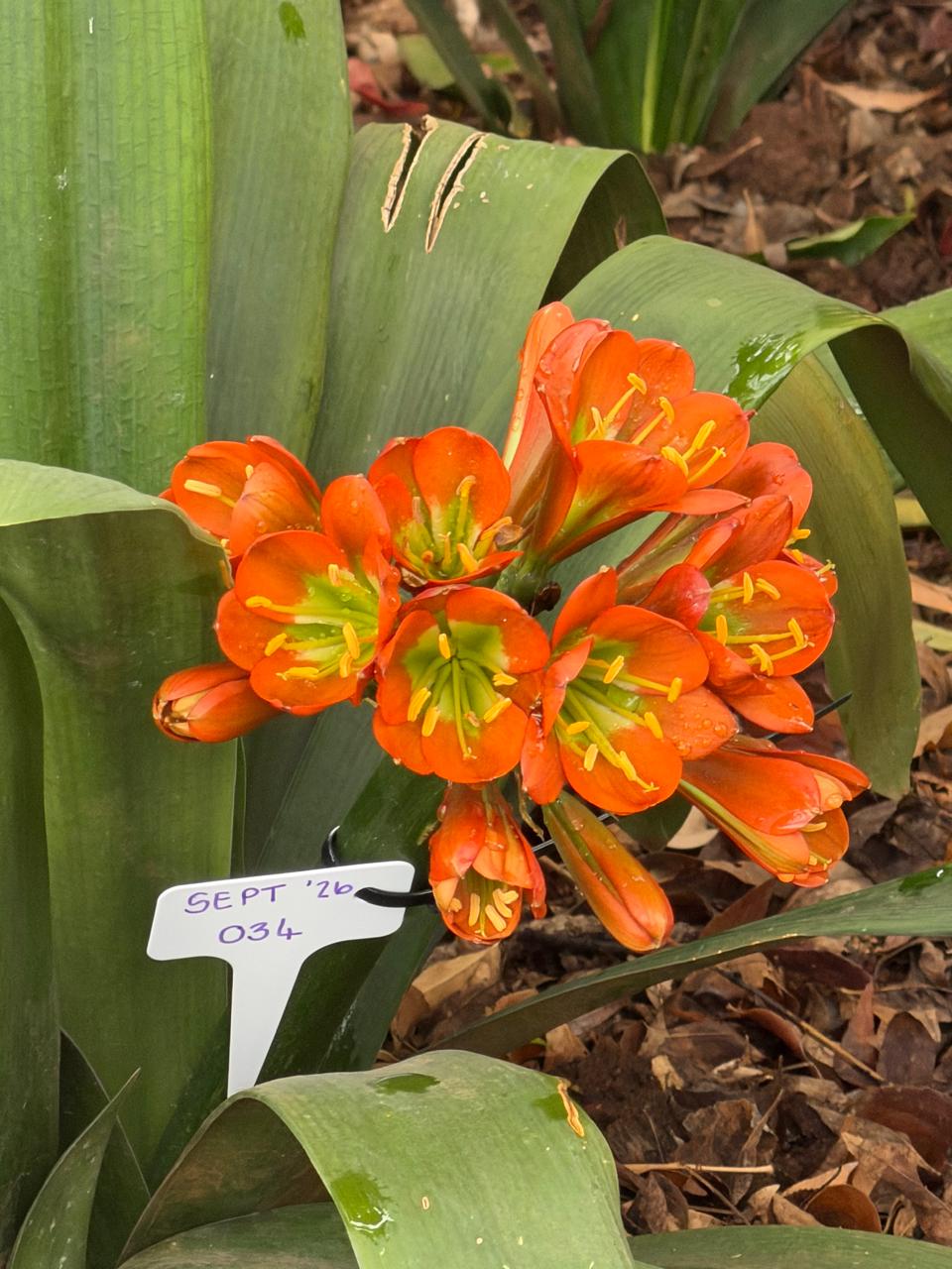 Orange with green throat (SEPT-034) clivia in flower at Bushlily nursery, Pretoria