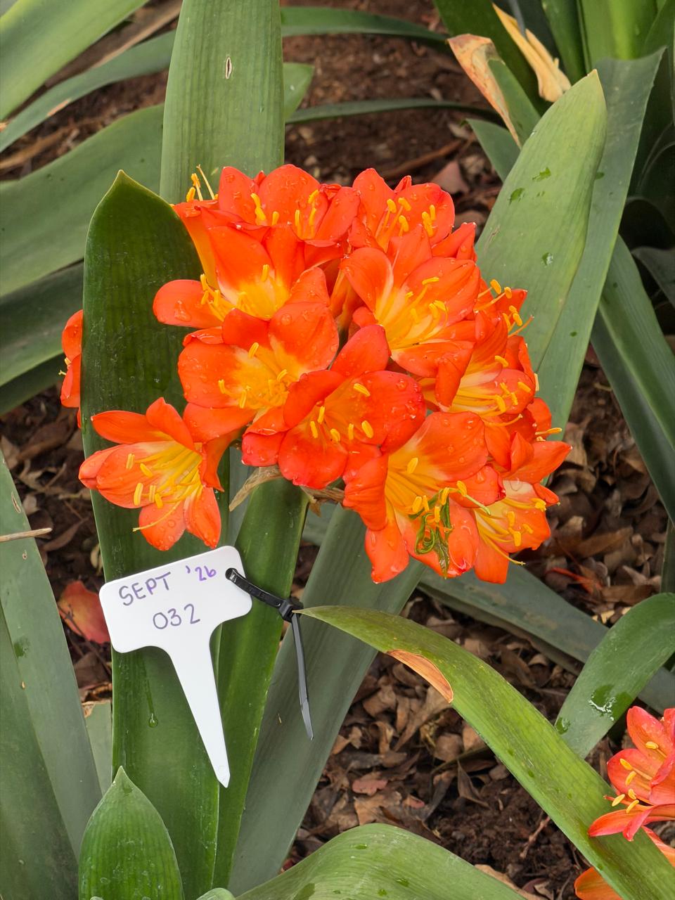 Orange, full head (SEPT-032) clivia in flower at Bushlily nursery, Pretoria