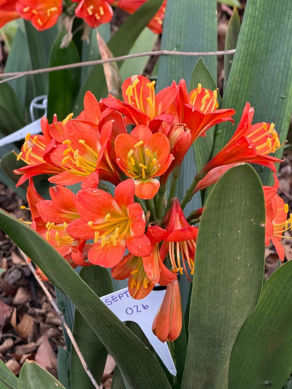 Red-orange (SEPT-026) clivia in flower at Bushlily nursery, Pretoria