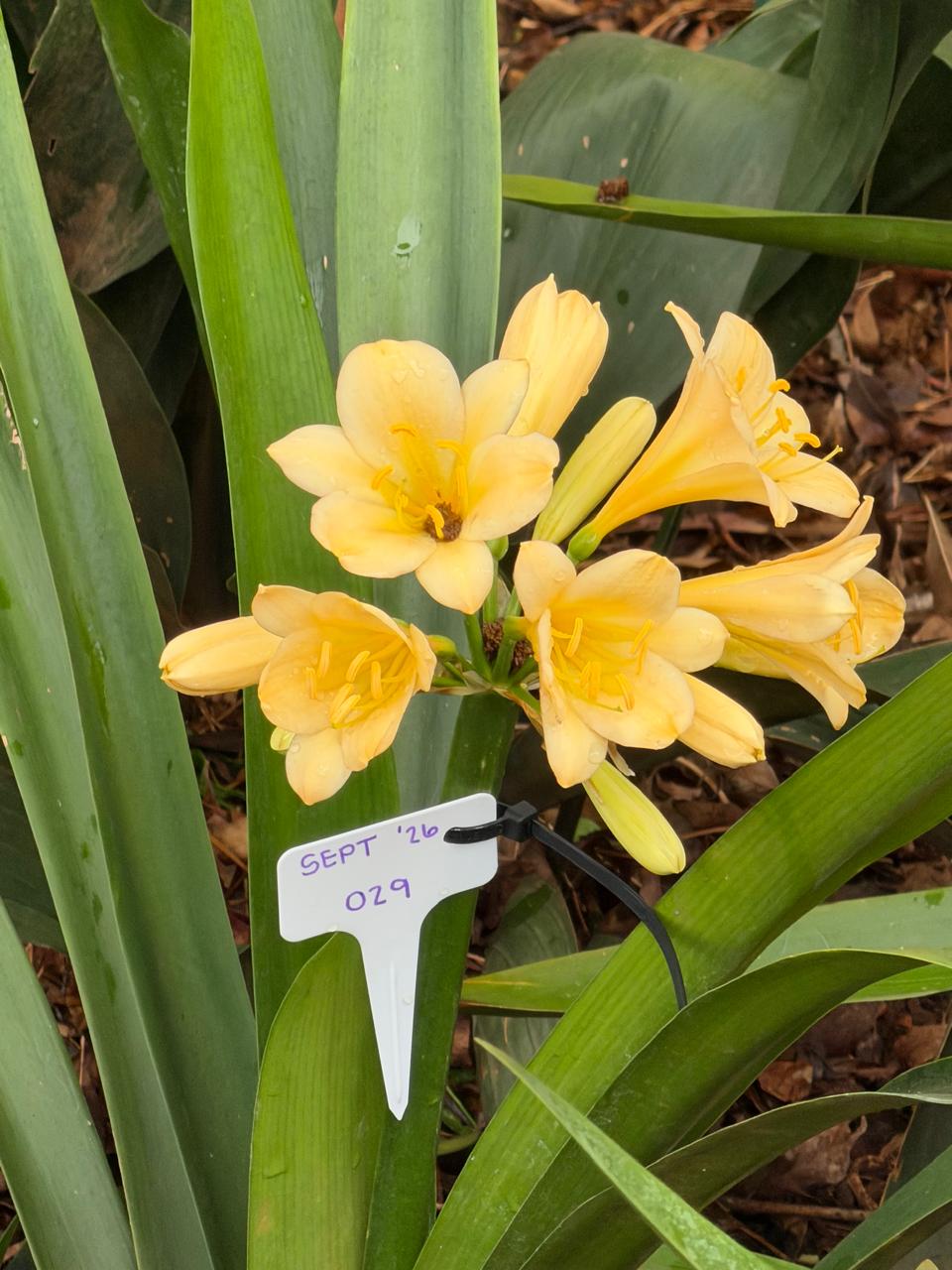 Pale yellow (SEPT-029) clivia in flower at Bushlily nursery, Pretoria