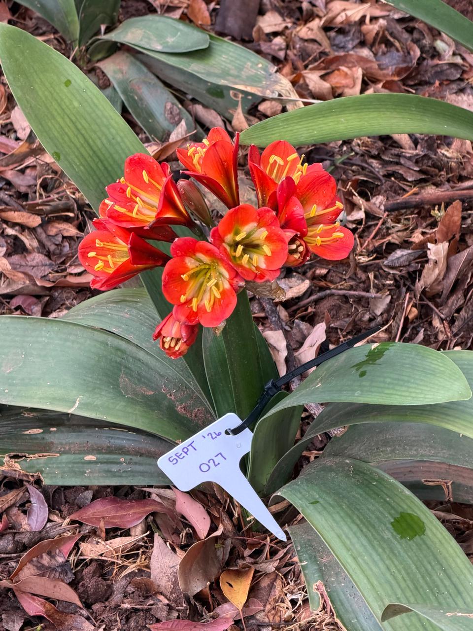 Red with green throat (SEPT-027) clivia in flower at Bushlily nursery, Pretoria