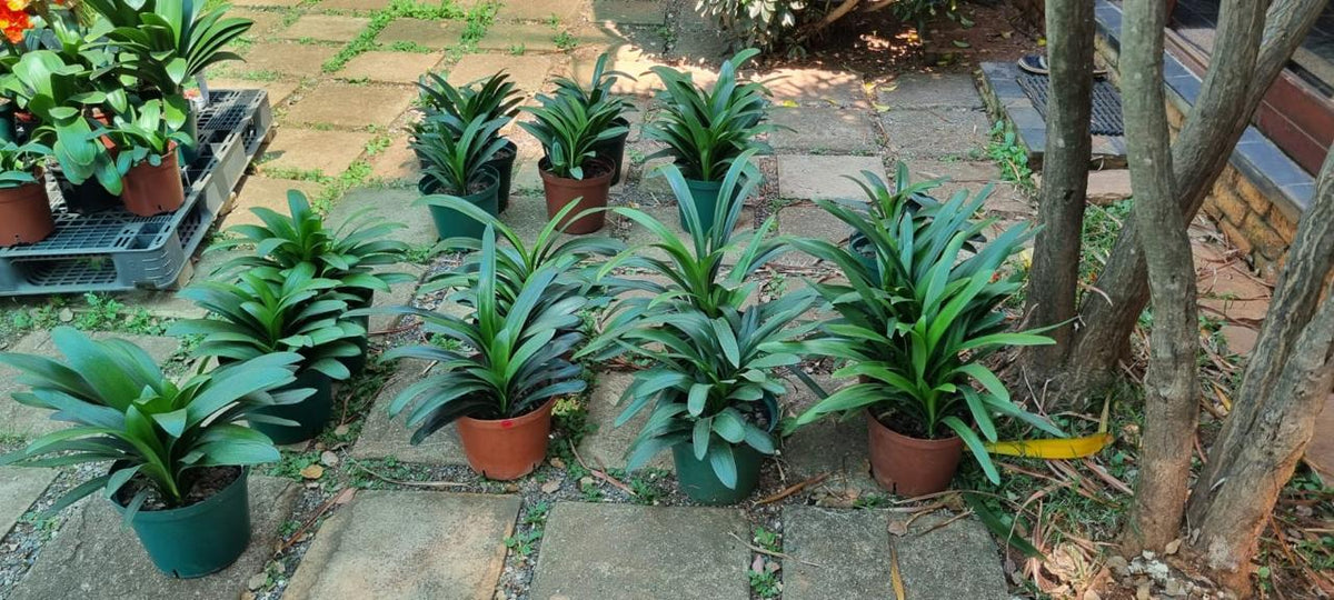 Young plants – clivia at Bushlily nursery, Pretoria