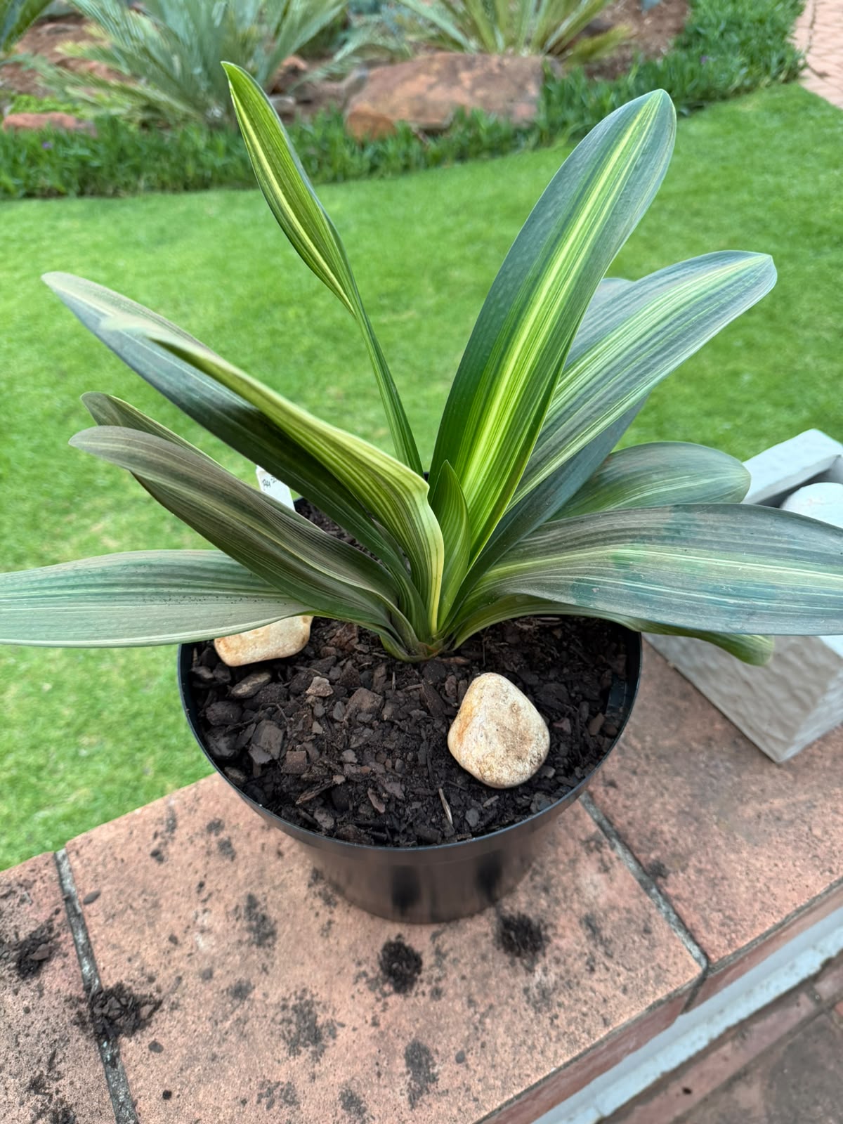 Variegated young plant – clivia at Bushlily nursery, Pretoria